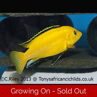 4 x Labidochromis caeruleus *Yellow labs* 4-5cm 4 x Labidochromis caeruleus *Yellow labs* 4-5cm